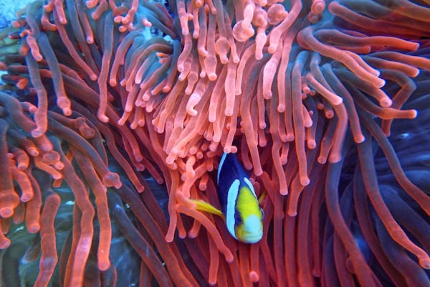 Megacoral ballenas verse desde el espacio