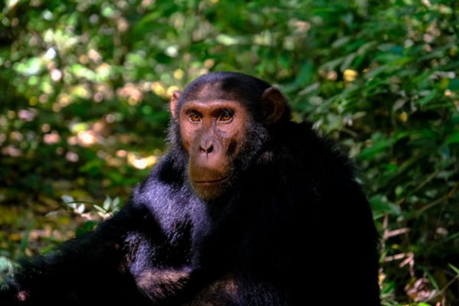 El uso de herramientas en chimpancés