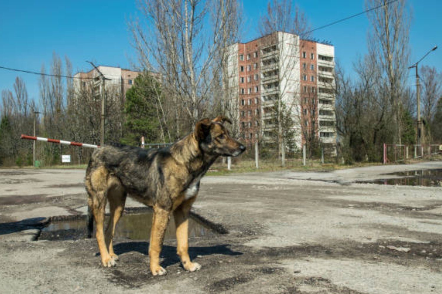 Los perros de Chernobyl: un hallazgo genético que desconcierta a los científicos