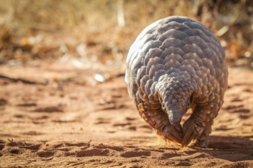Un mamífero único al borde de la extinción: Sudáfrica lidera su conservación
