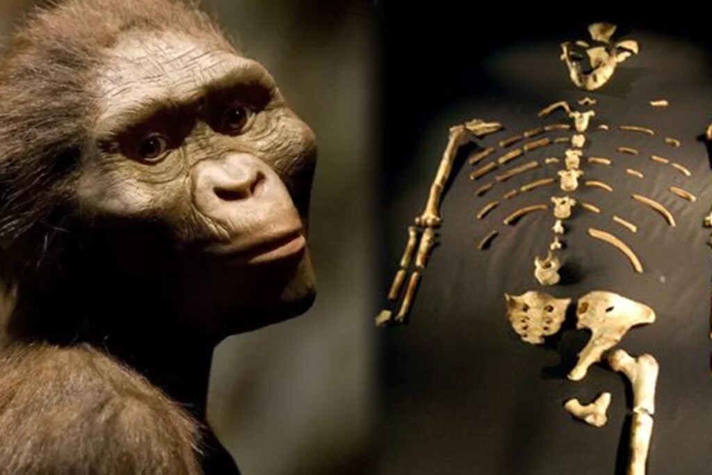 Lucy: el fósil que reescribió la historia de la evolución humana