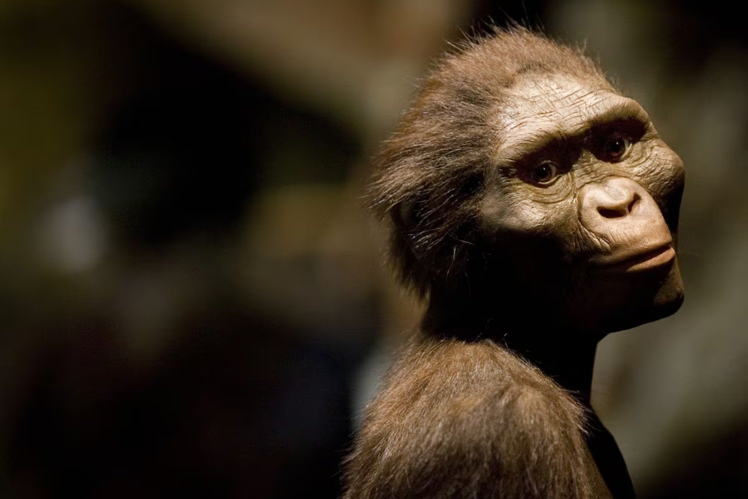 Lucy: el fósil que reescribió la historia de la evolución humana
