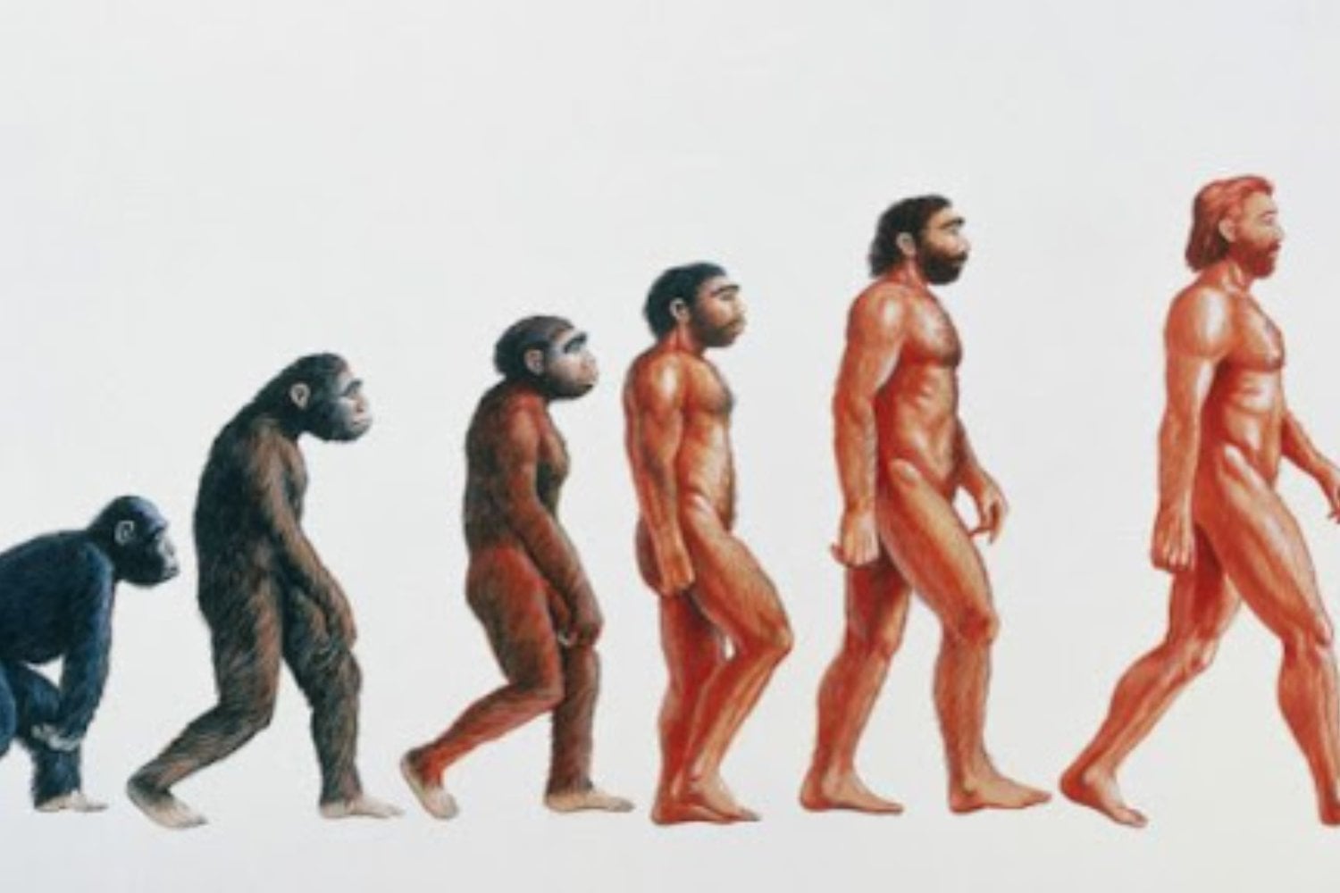 Lucy: el fósil que reescribió la historia de la evolución humana