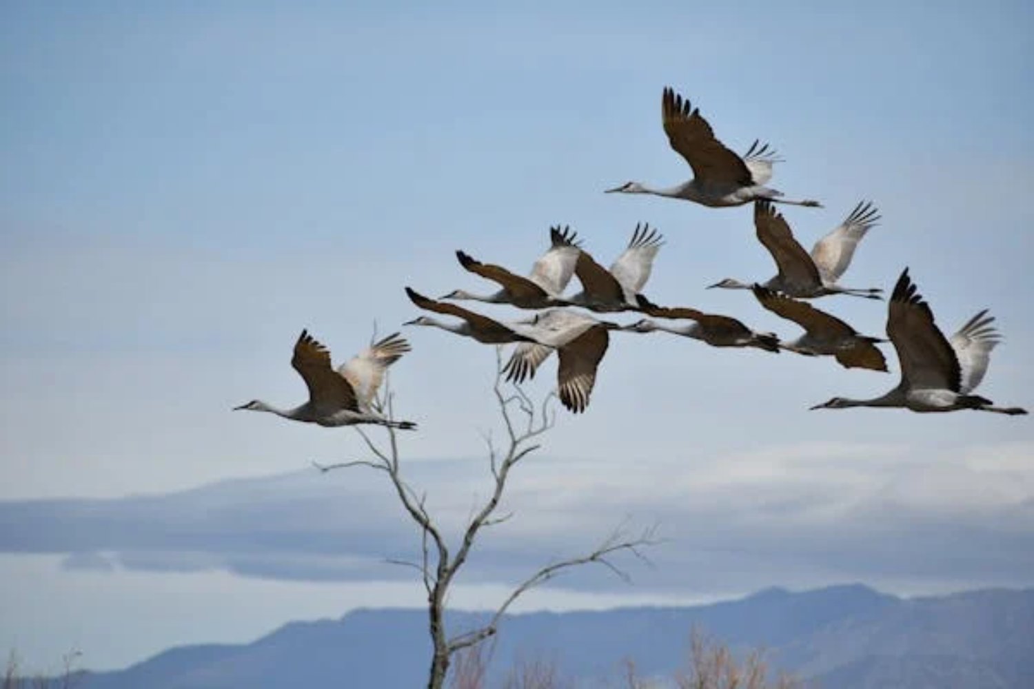 Psicología amantes de las aves