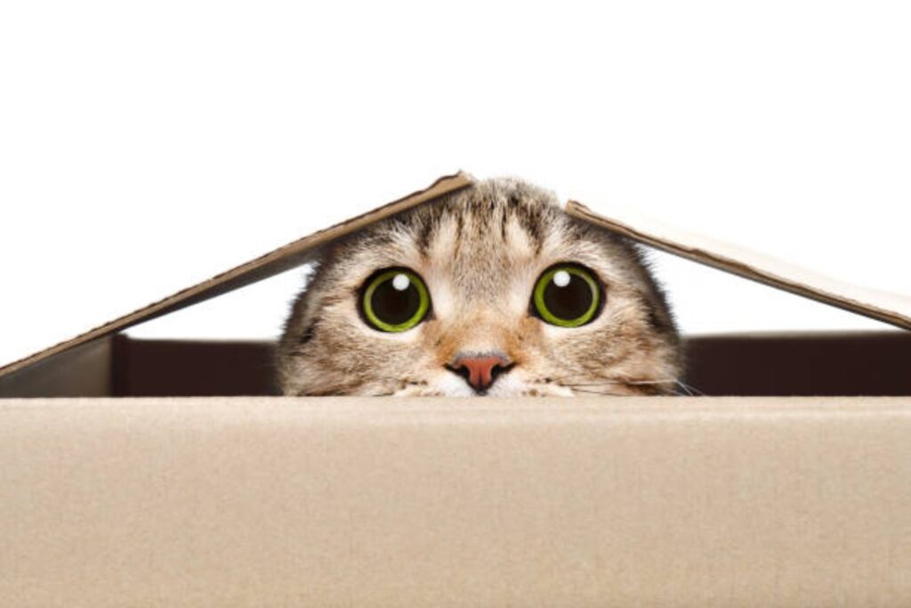 La irresistible fascinación de los gatos por las cajas de cartón