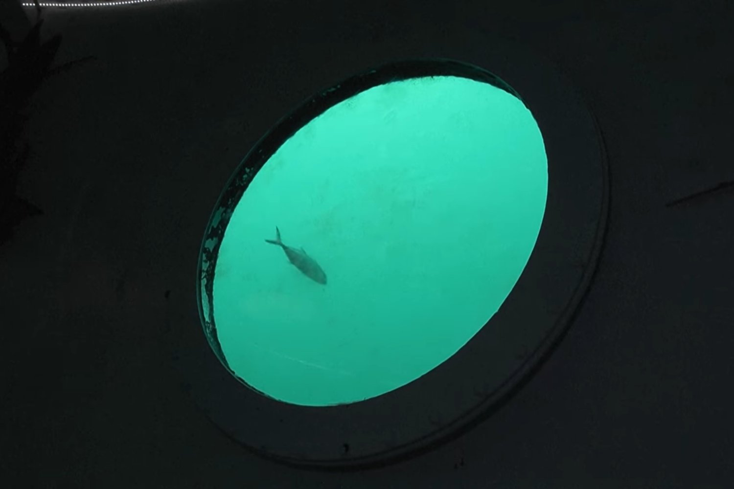 Ingeniero Alemán bajo agua Panamá