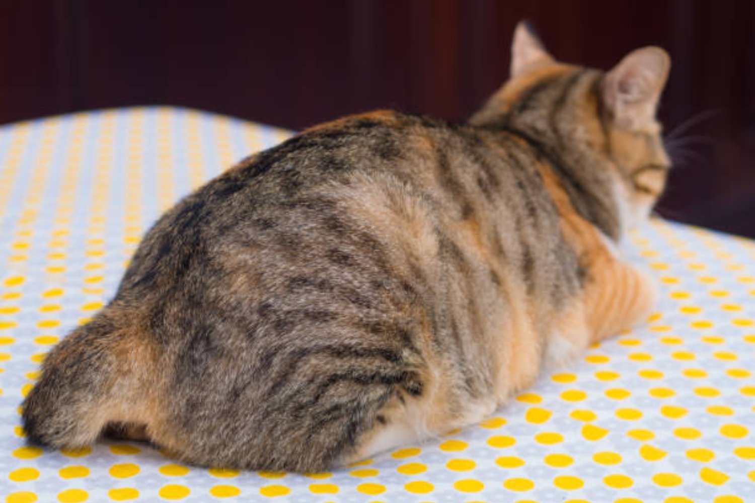 ¿Por qué tu gato no te recibe al llegar a casa?