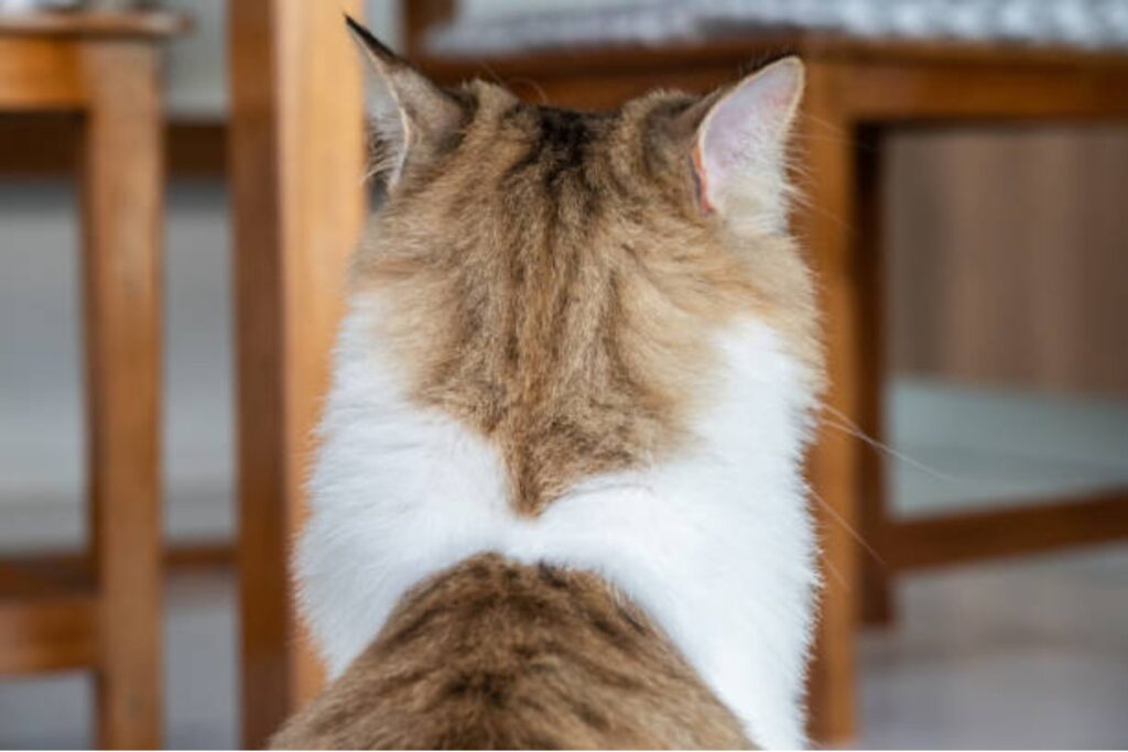 ¿Por qué tu gato no te recibe al llegar a casa?