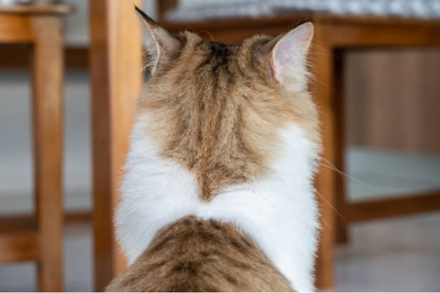 ¿Por qué tu gato no te recibe al llegar a casa?