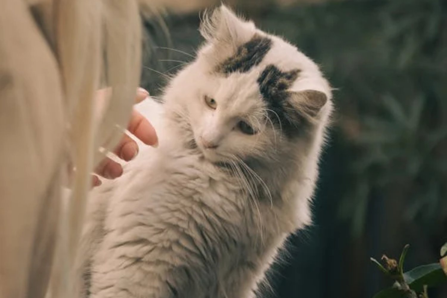 ¿Por qué tu gato no te recibe al llegar a casa?