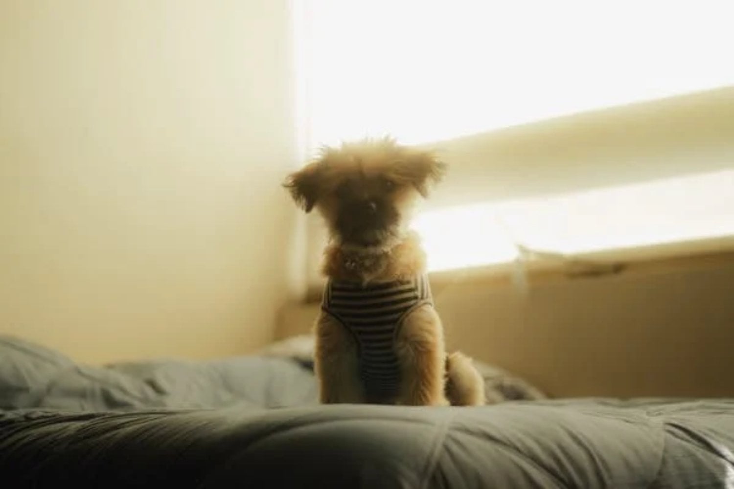 Perro dónde debe dormir