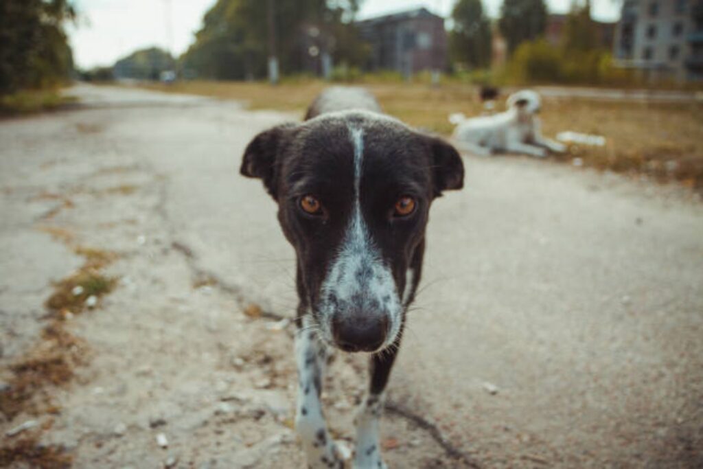 Los perros de Chernobyl: un hallazgo genético que desconcierta a los científicos