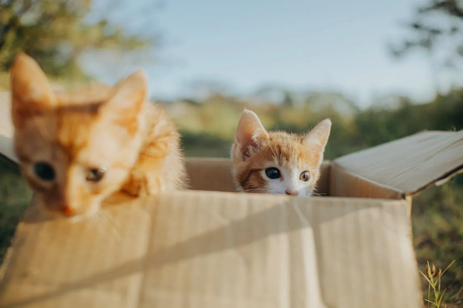 La irresistible fascinación de los gatos por las cajas de cartón