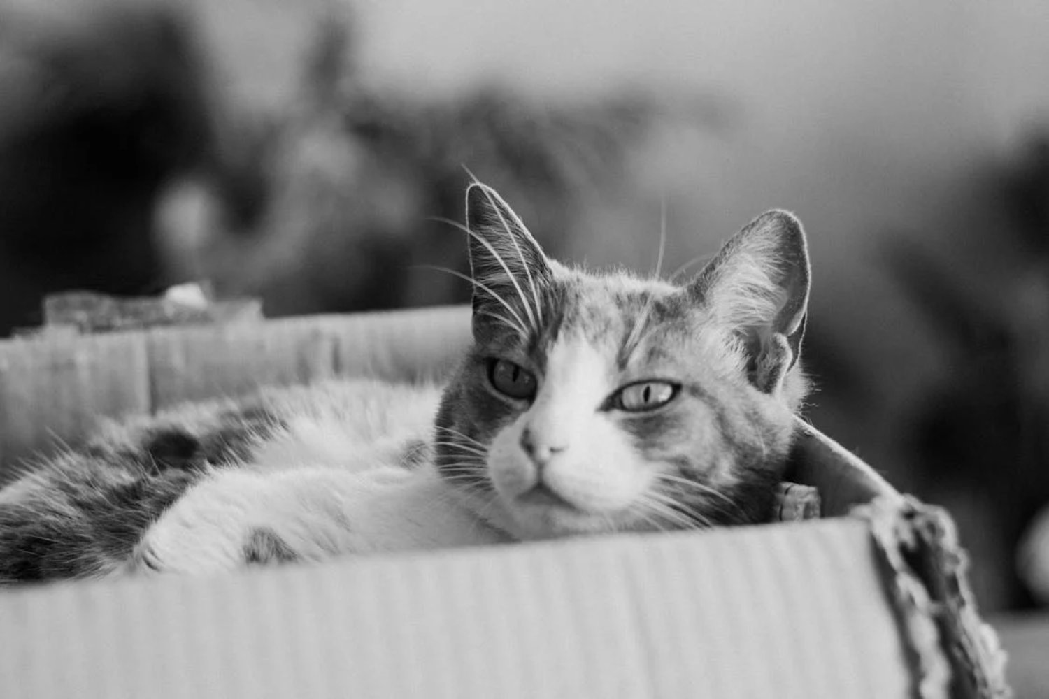 La irresistible fascinación de los gatos por las cajas de cartón