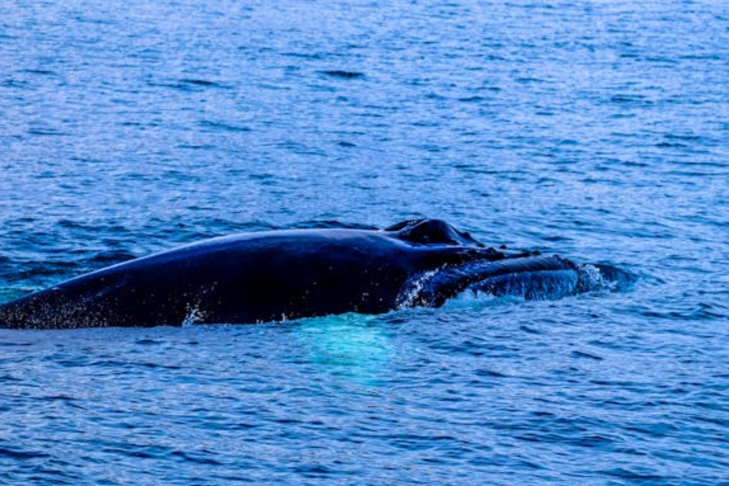 Una ballena recorre más de 13.000 kilómetros de Colombia hasta Zanzíbar