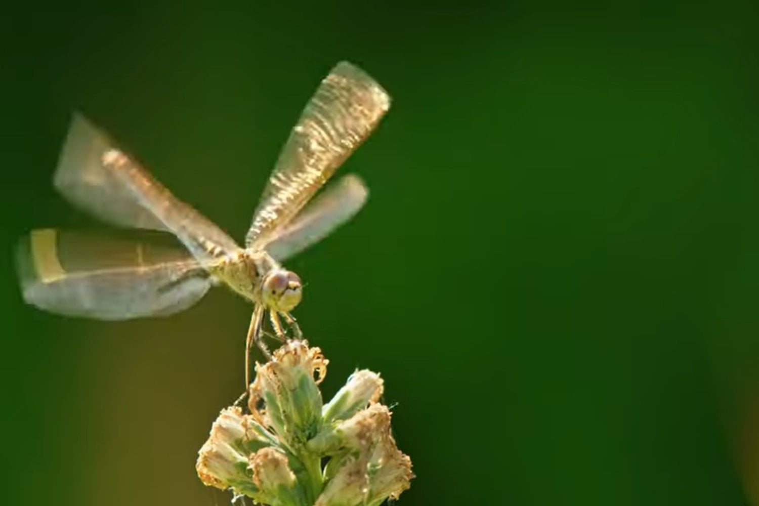 más de 700 nuevas especies en África central Congo