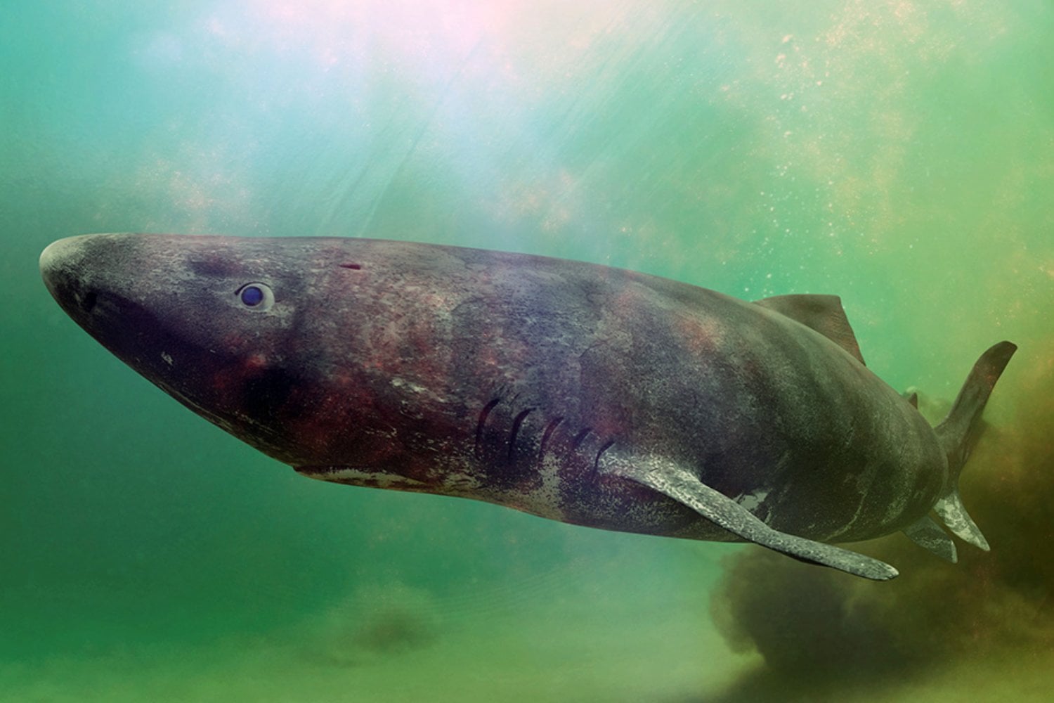 longevidad humana tiburon groenlandia