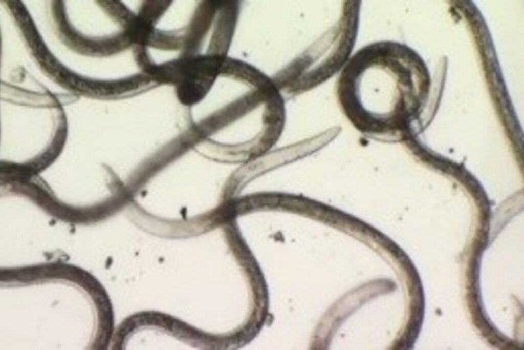 Nematodos congelados vivos Siberia