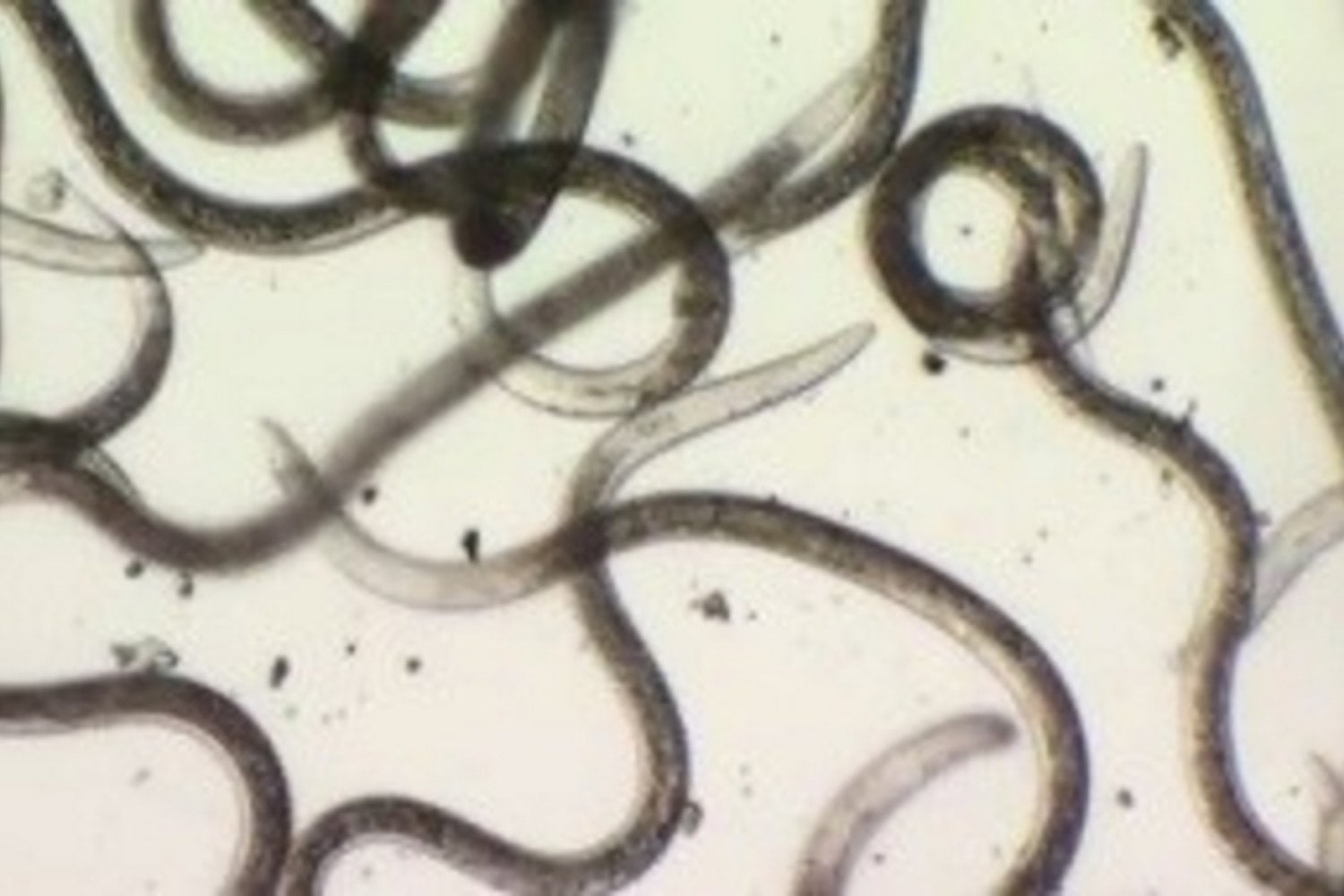 Nematodos congelados vivos Siberia