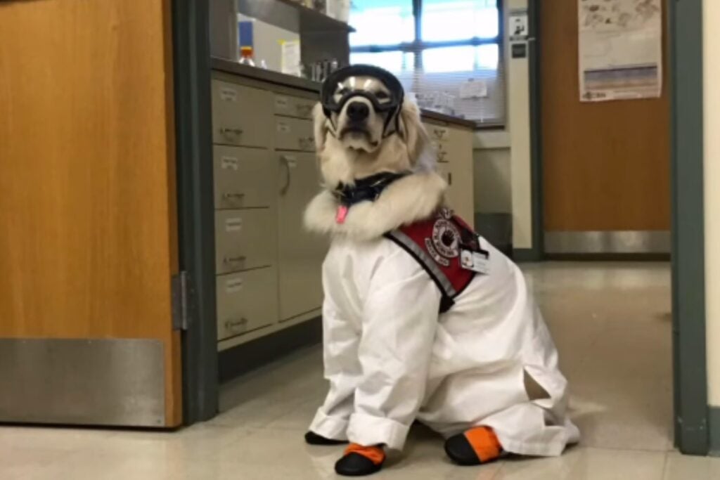 Sampson Perro Cientifico