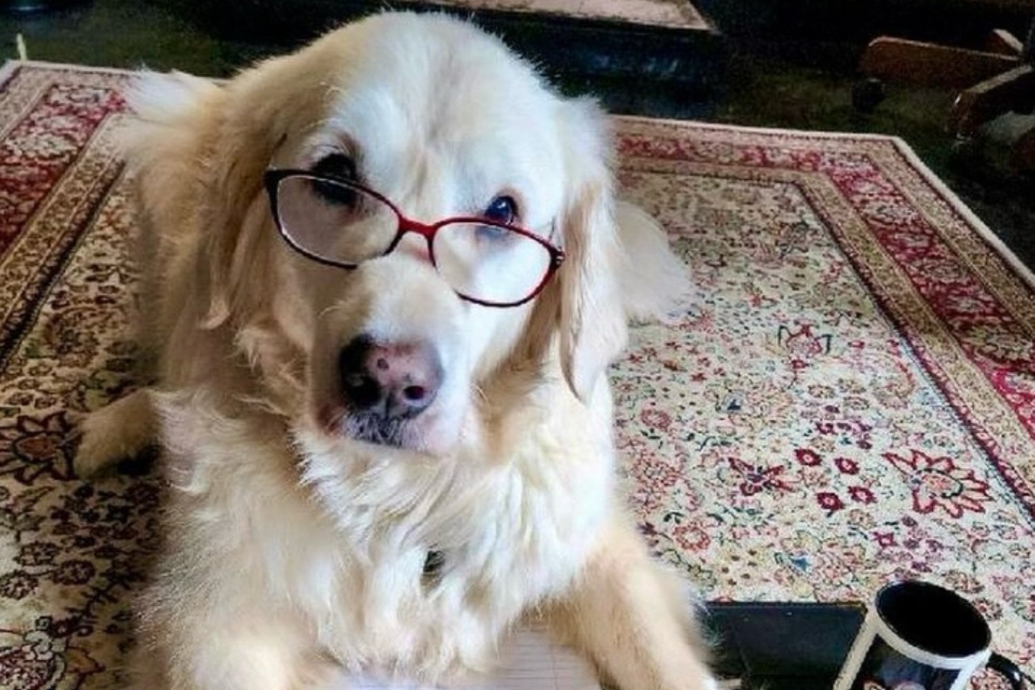 Sampson Perro Cientifico