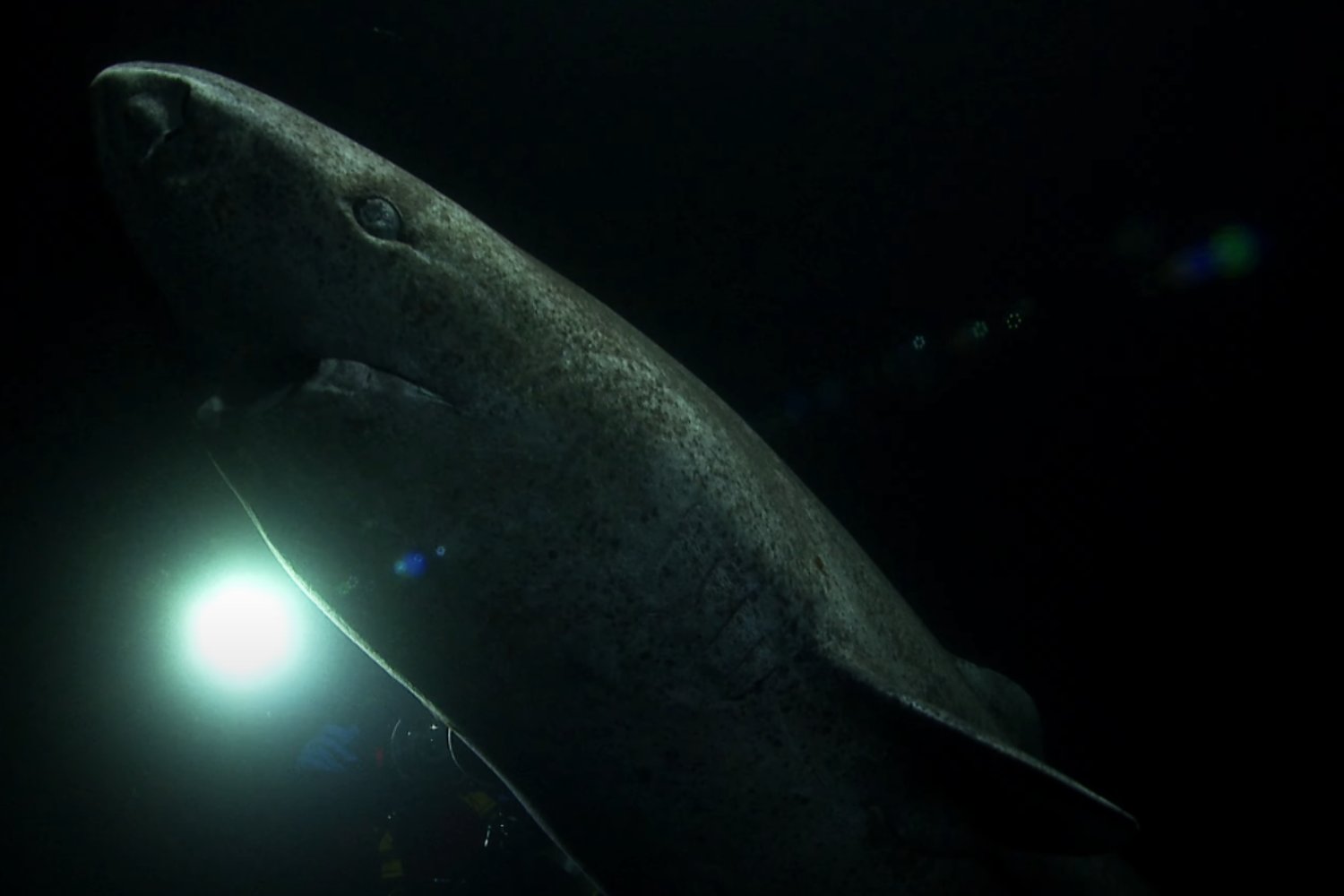 Tiburon De Mas De 400 Años