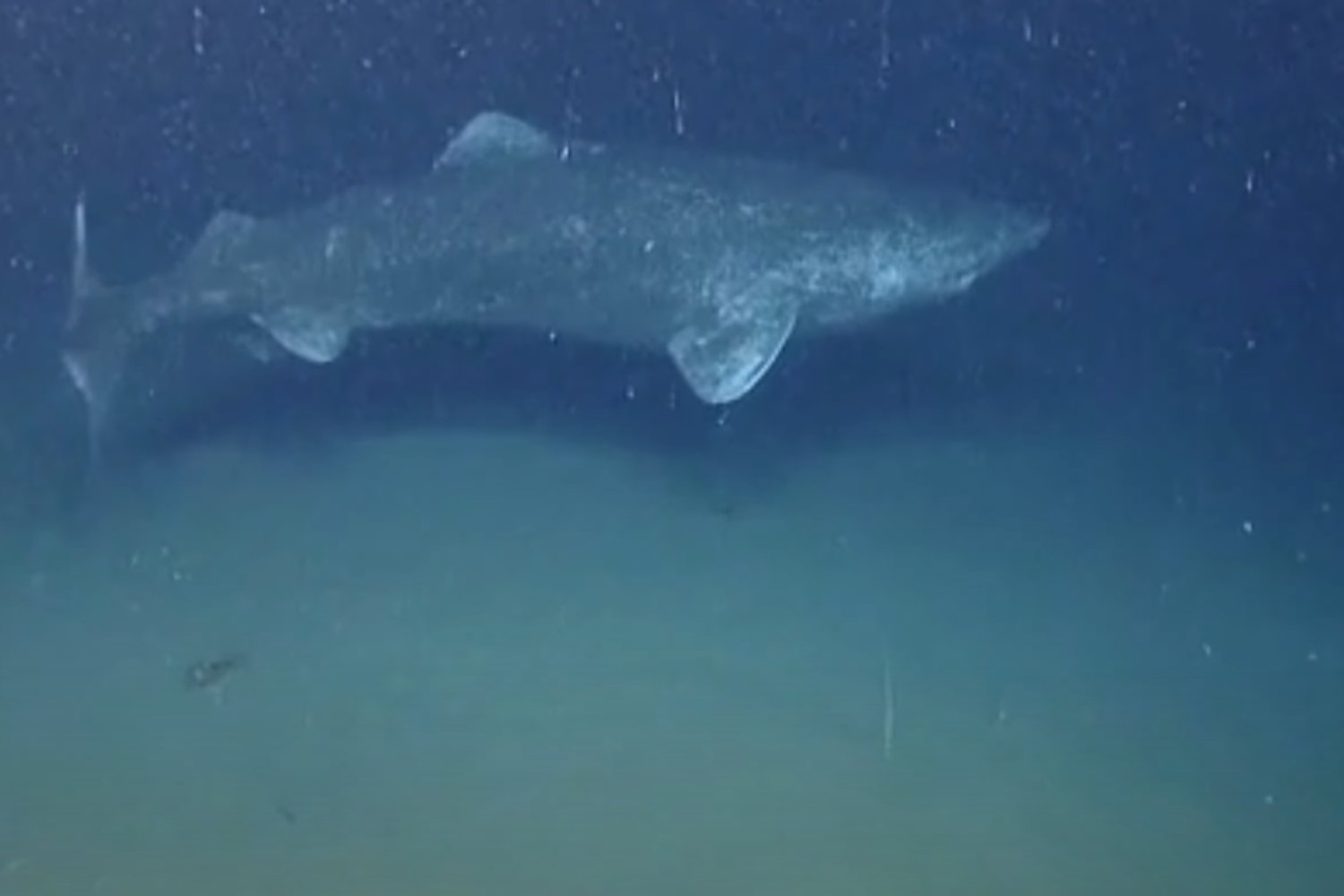 Tiburon De Mas De 400 Años