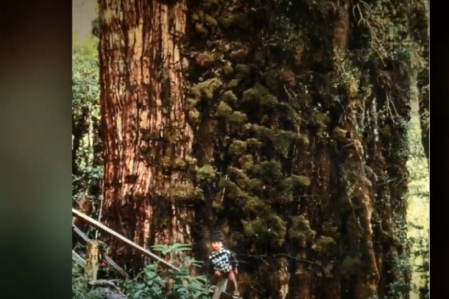 Arbol Mas Antiguo Del Mundo