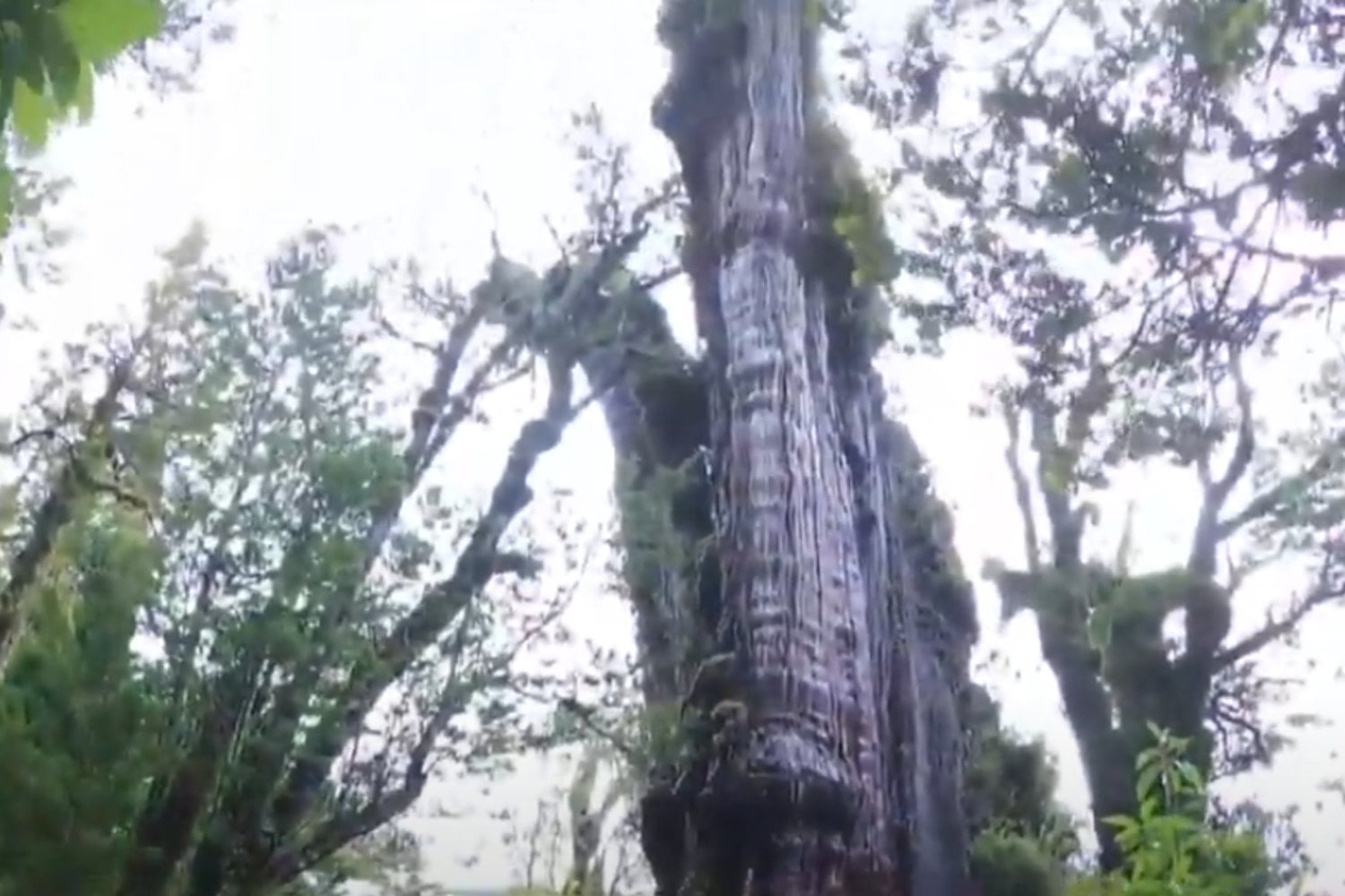 Arbol Mas Antiguo Del Mundo