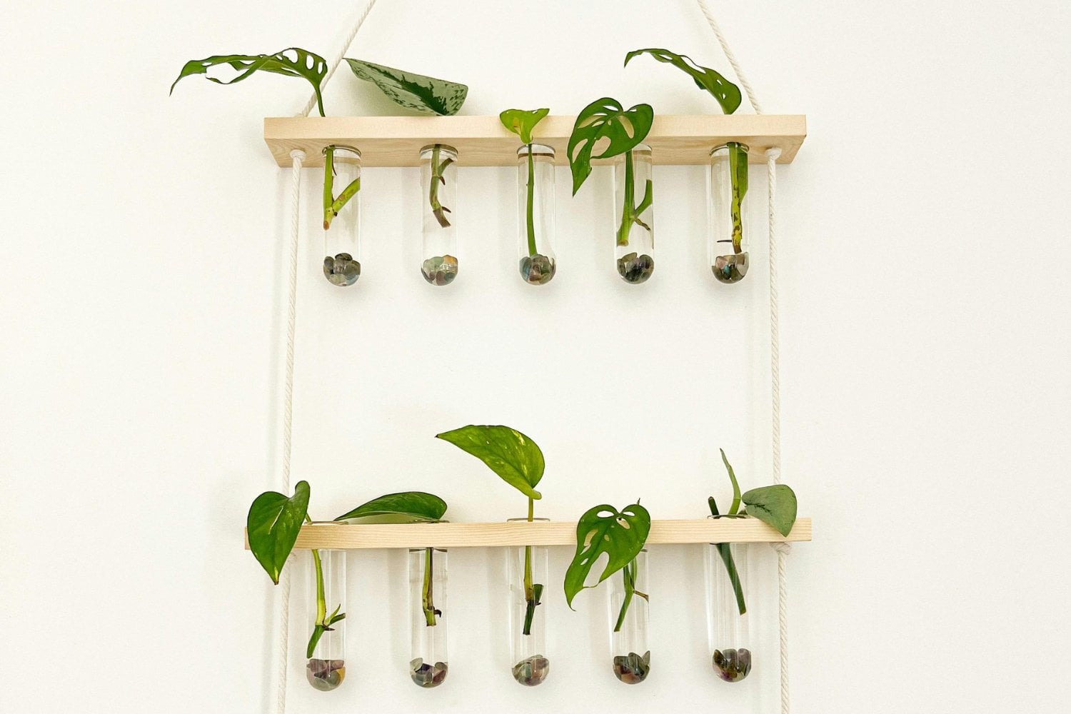 Consejos Para Esquejes