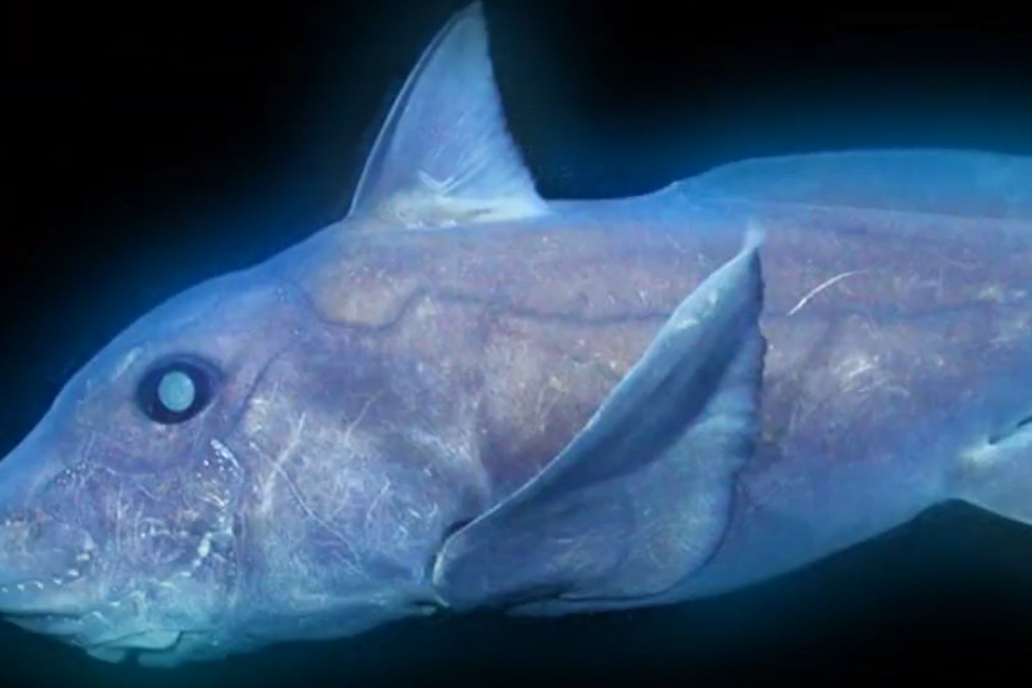 Descubrimientos Submarinos En 2024