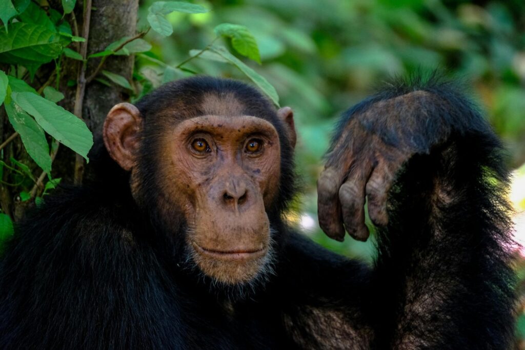 Estudio Sobre Chimpances