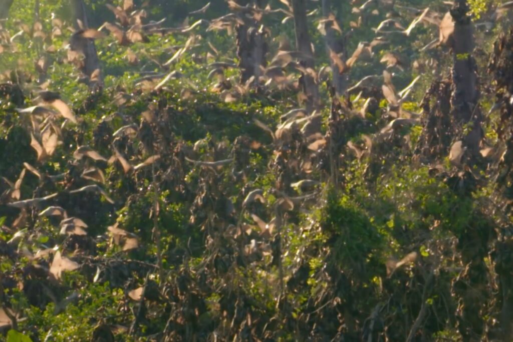 Migracion De Murcielagos