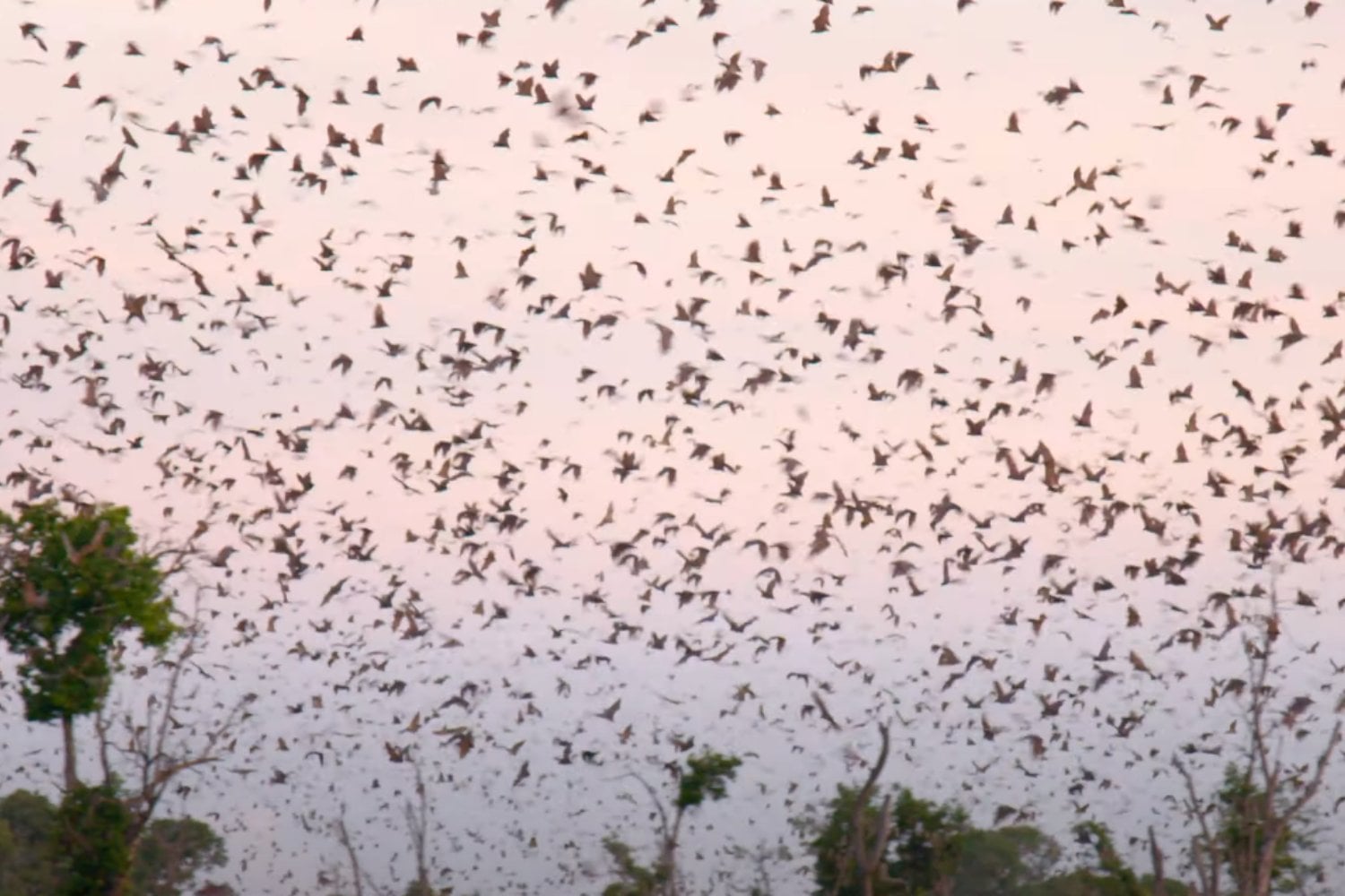 Migracion De Murcielagos