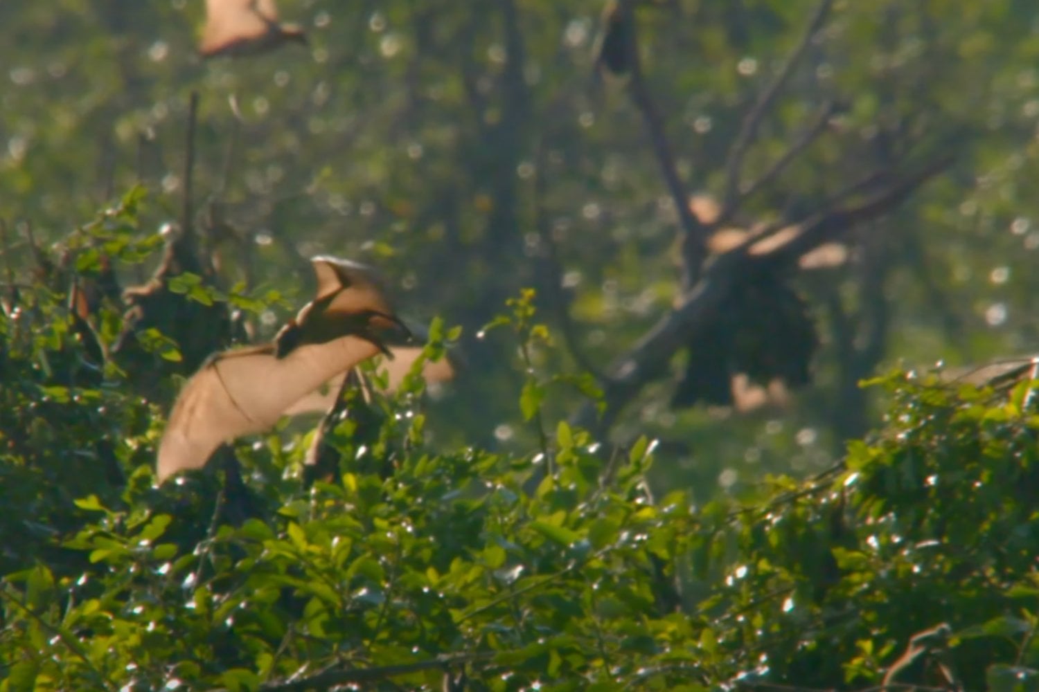 Migracion De Murcielagos