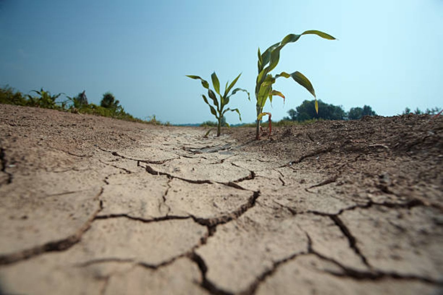 Una amenaza silenciosa: el fenómeno climático que altera paisajes y vidas humanas