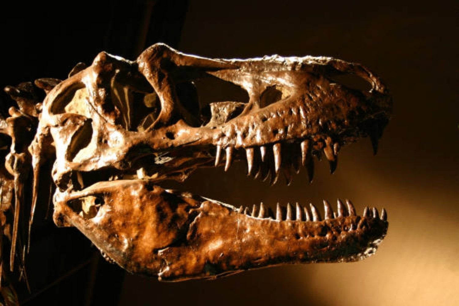 La región oculta donde podrían estar los primeros fósiles de dinosaurios