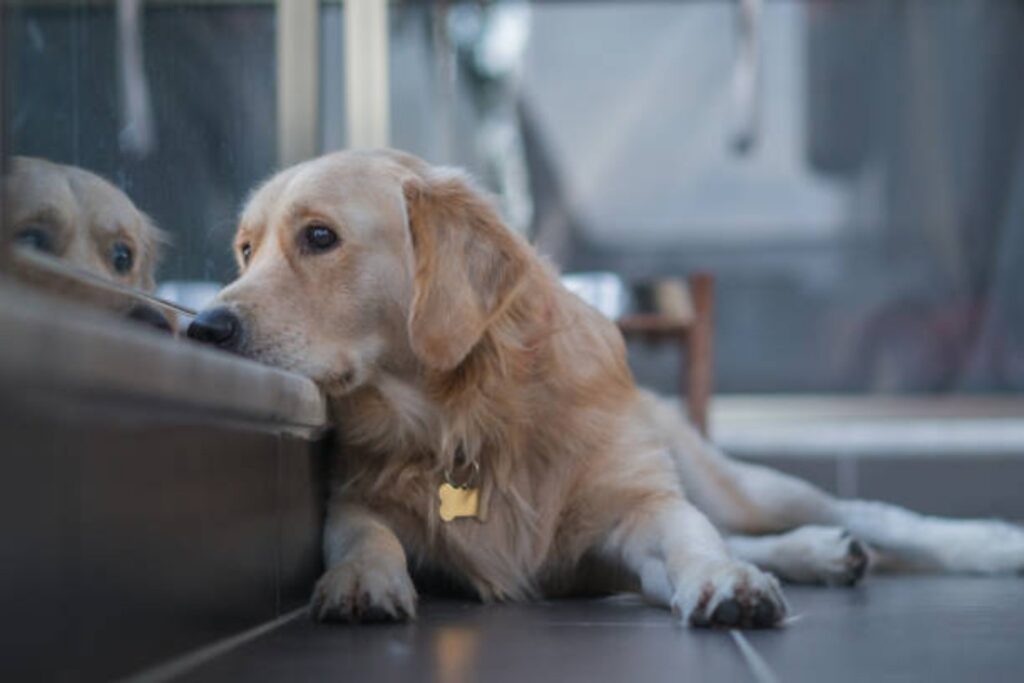 Razas de perros que estarán prohibidas en 2025: Los cambios que vienen
