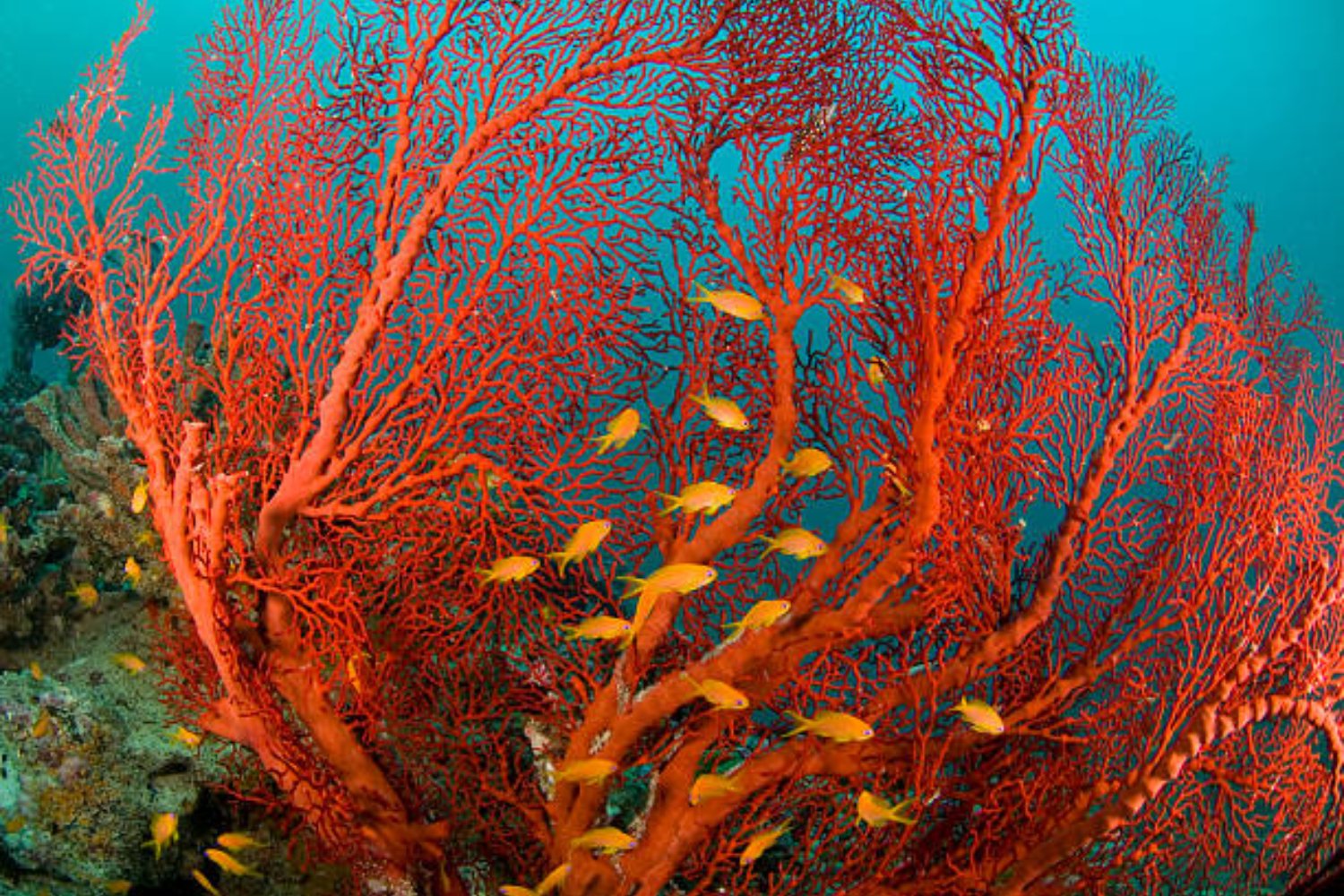 Descubren los bosques de Hidrocoral Rojo más australes del planeta: un refugio único para la biodiversidad
