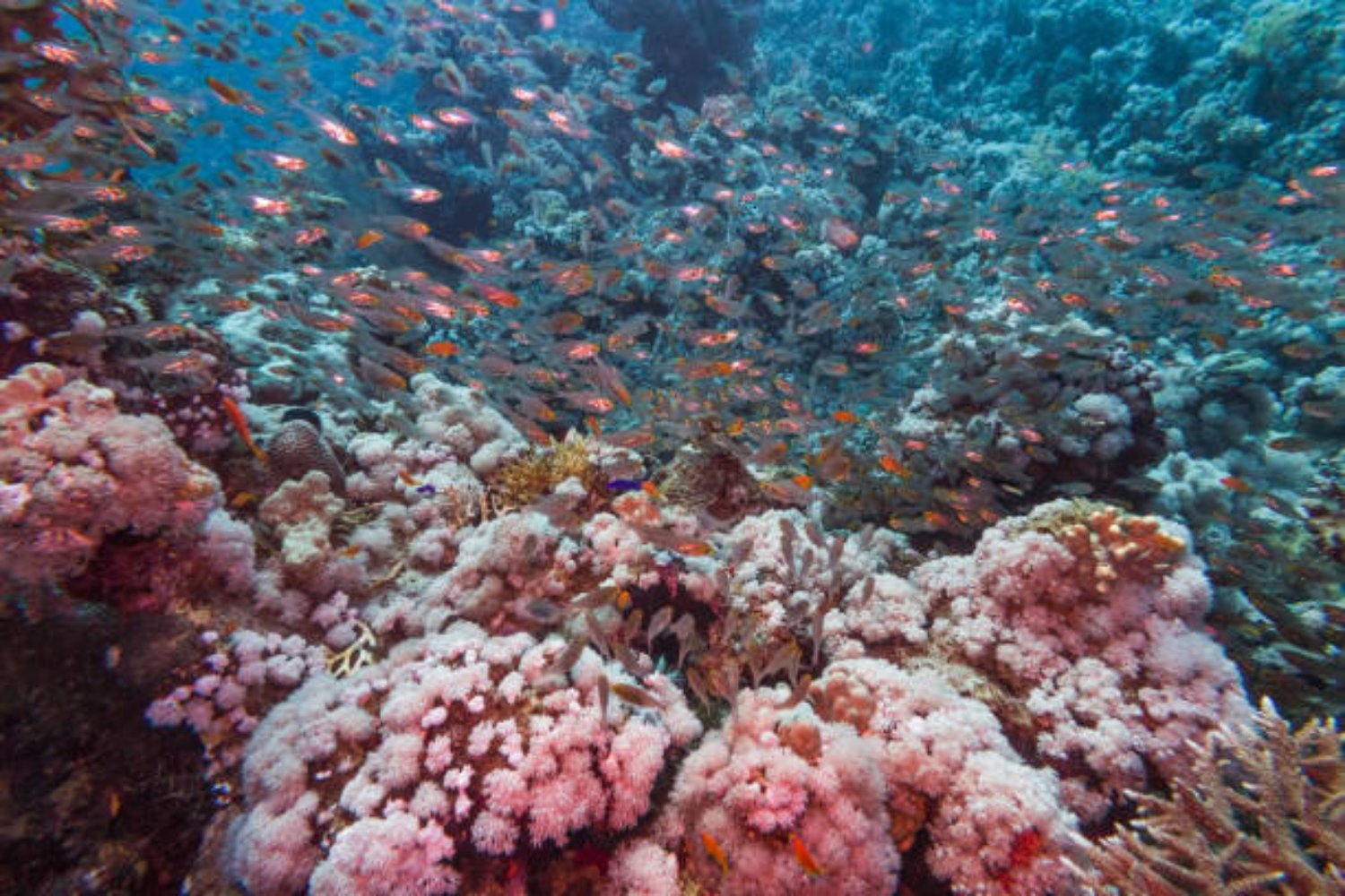Descubren los bosques de Hidrocoral Rojo más australes del planeta: un refugio único para la biodiversidad
