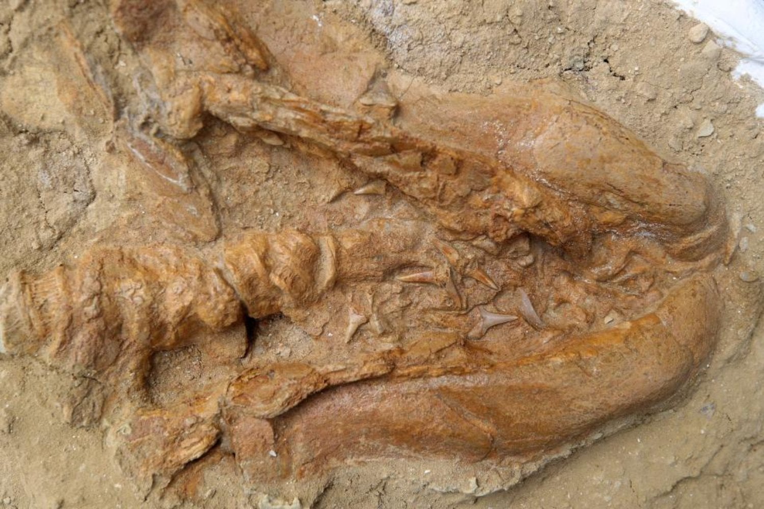 Hallazgo excepcional: Un fósil único de tiburón blanco prehistórico