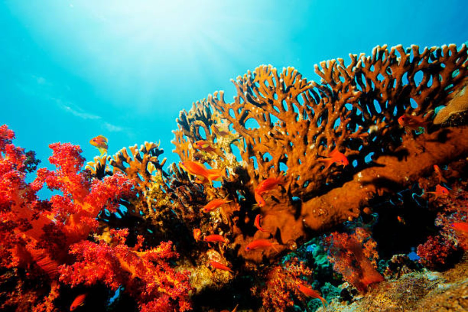 Descubren los bosques de Hidrocoral Rojo más australes del planeta: un refugio único para la biodiversidad