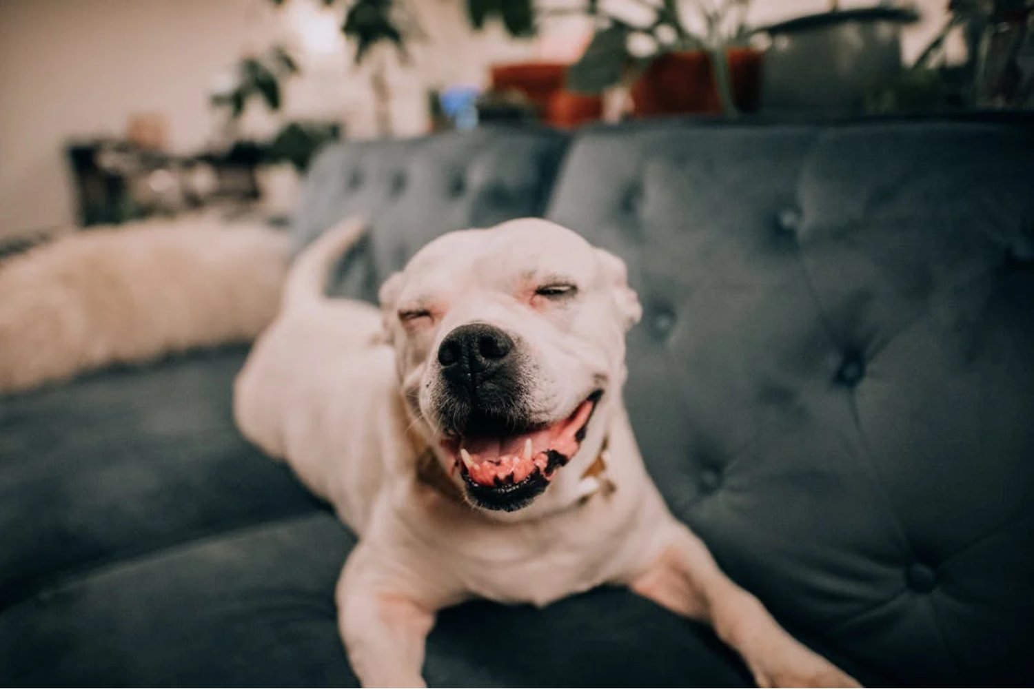 Razas de perros que estarán prohibidas en 2025: Los cambios que vienen
