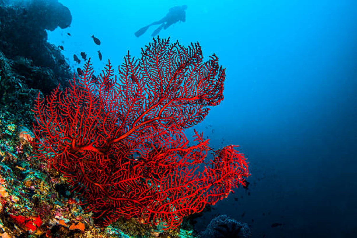 Descubren los bosques de Hidrocoral Rojo más australes del planeta: un refugio único para la biodiversidad