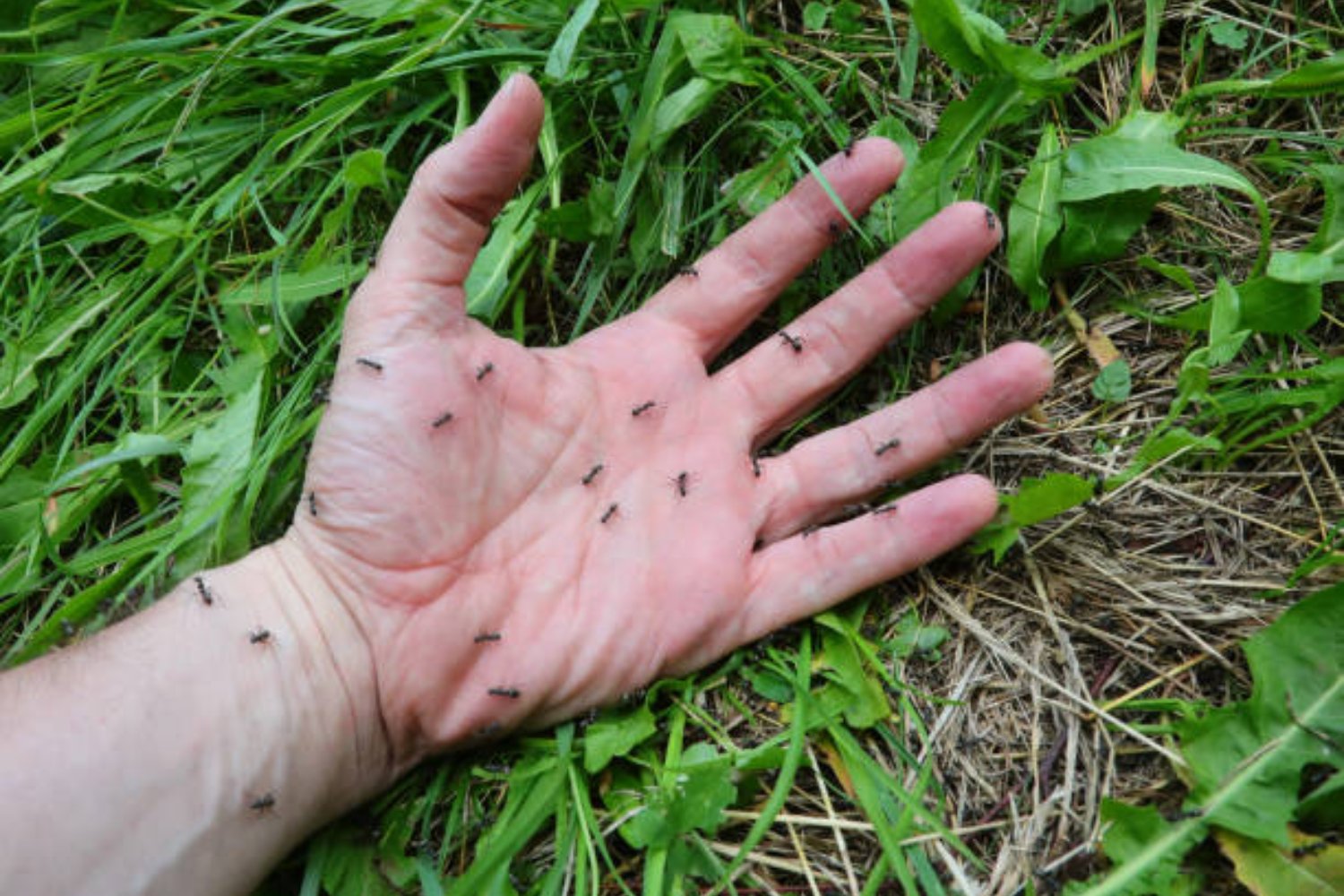 ¿Las hormigas guardan rencor? Descubre cómo estos insectos recuerdan sus enfrentamientos