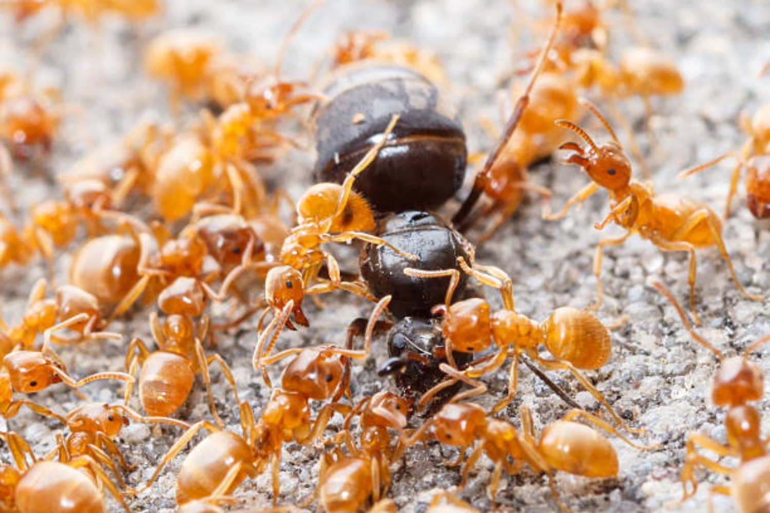 ¿Las hormigas guardan rencor? Descubre cómo estos insectos recuerdan sus enfrentamientos