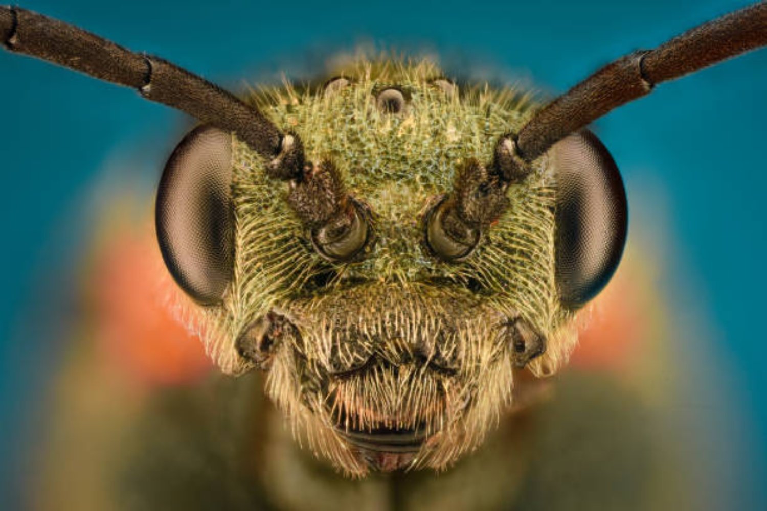 ¿Las hormigas guardan rencor? Descubre cómo estos insectos recuerdan sus enfrentamientos