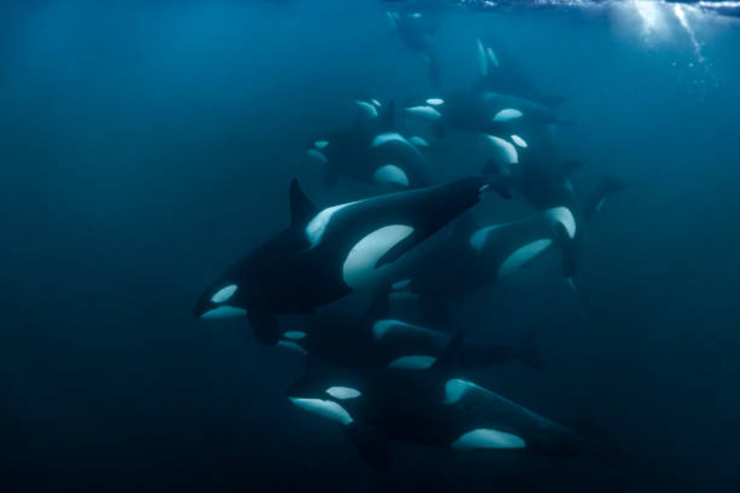 Orcas y delfines han cruzado un punto sin retorno: estos animales nunca regresarán a tierra firme