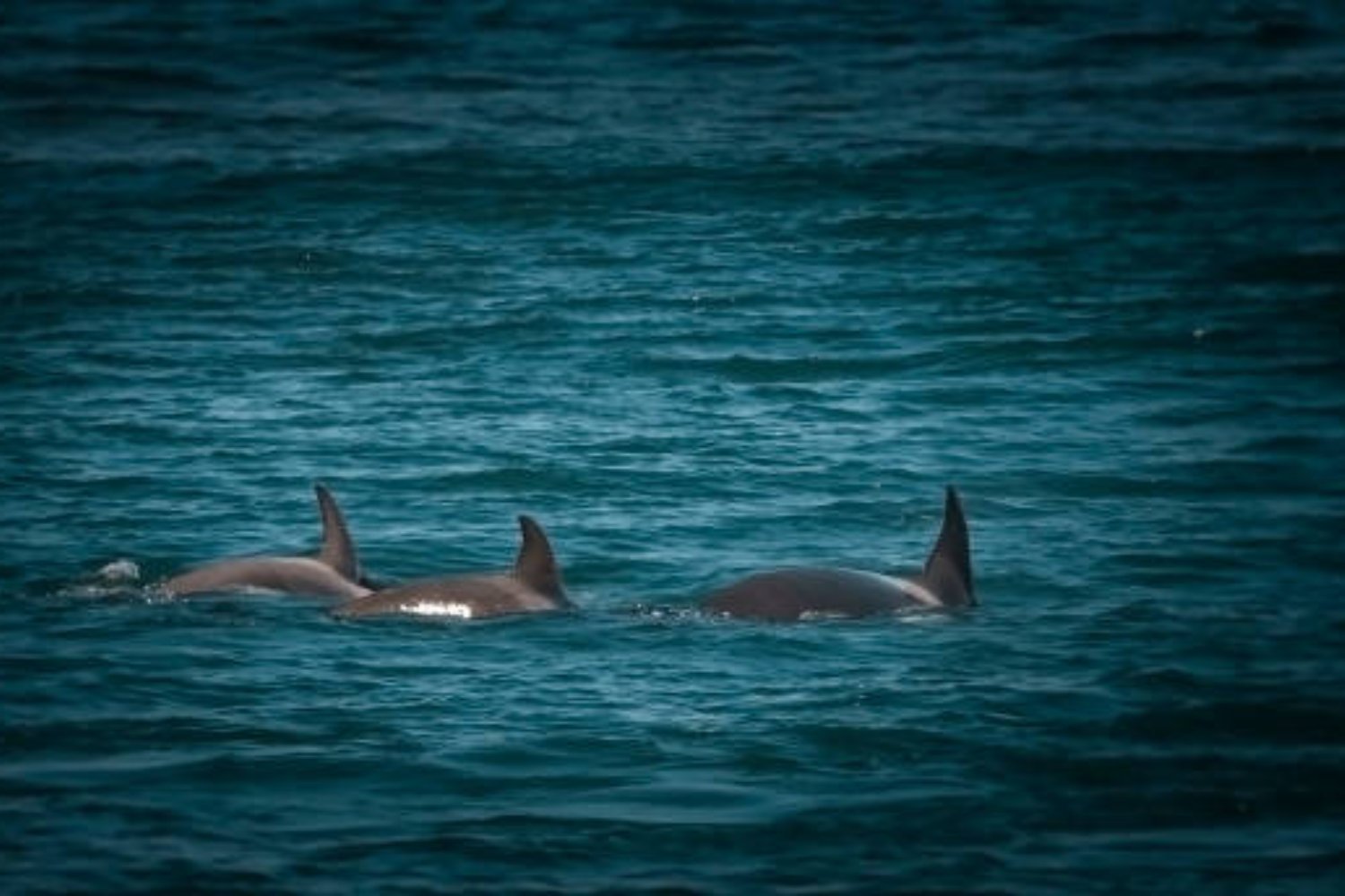 Orcas y delfines han cruzado un punto sin retorno: estos animales nunca regresarán a tierra firme