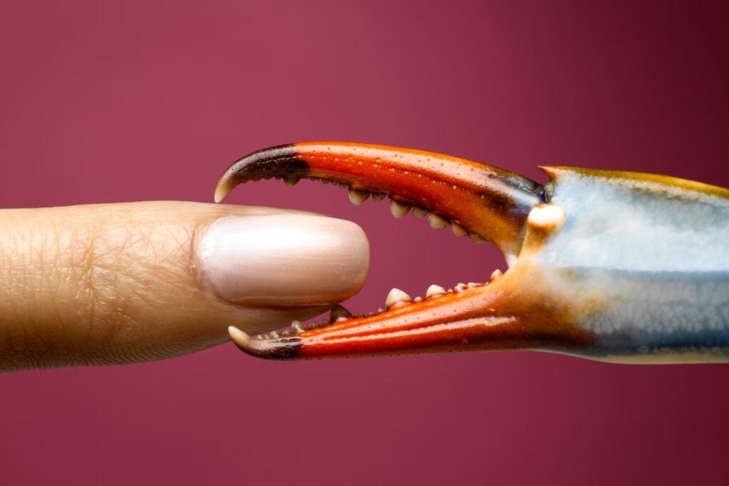 ¿Por qué los animales tienden a convertirse en cangrejos?